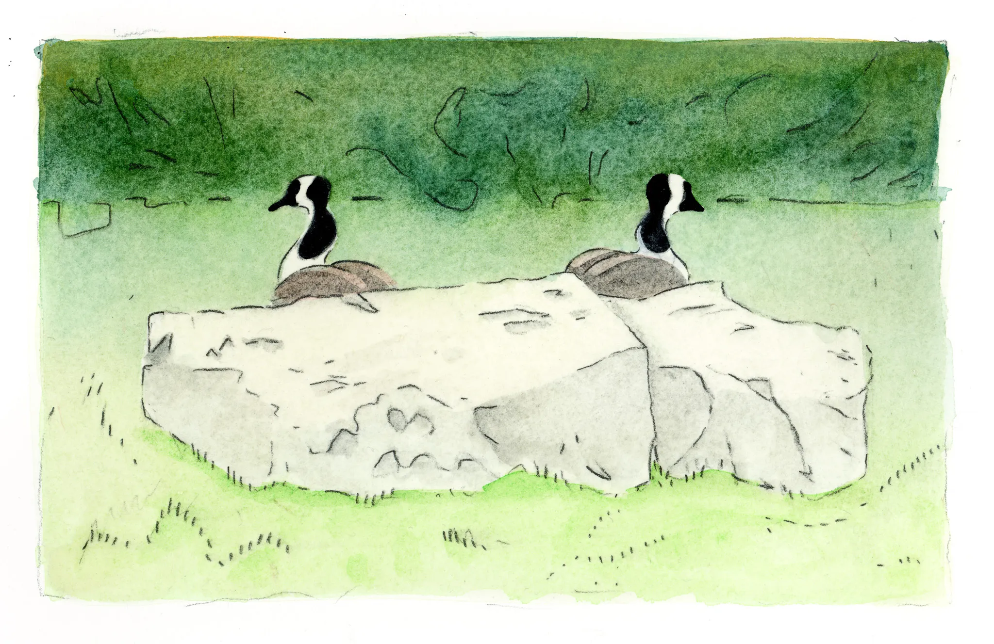 Wild Geese Separate, For Now